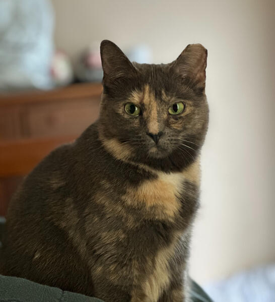 Cleo waking up from a nap