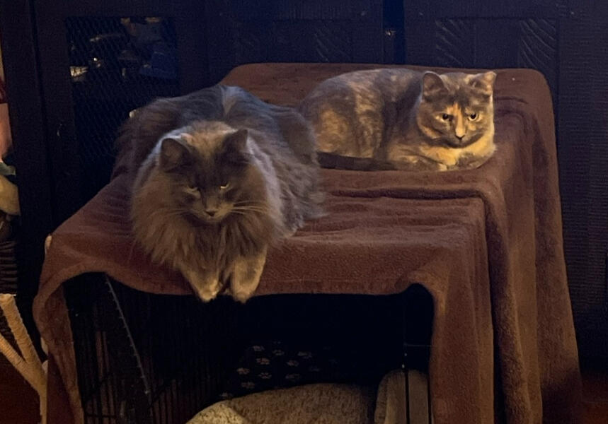 Clyde & Cleo supervising our foster puppies