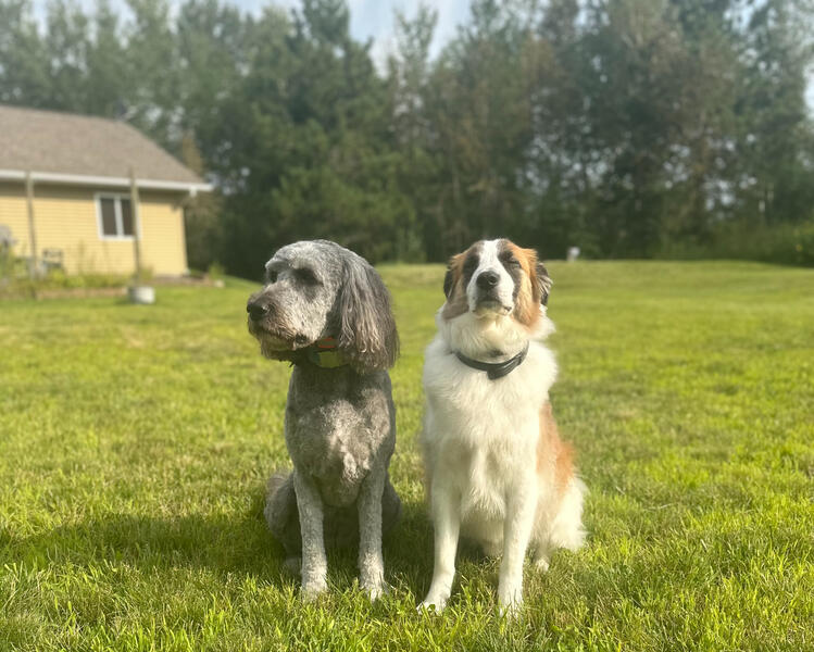 Bonnie & Bernie enjoying the sunshine