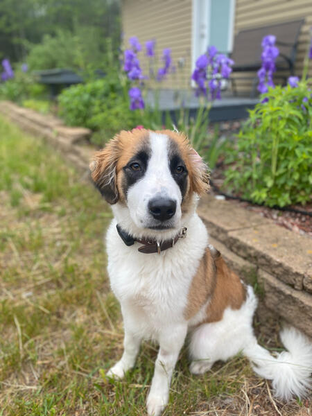 Bernie posing in our backyard